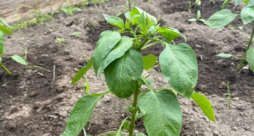 5 шагов к идеальному огороду: лайфхаки, которые должен знать каждый дачник
