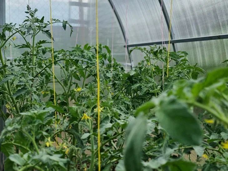 Можно ли поливать растения алкоголем: дачники пришли к единому мнению