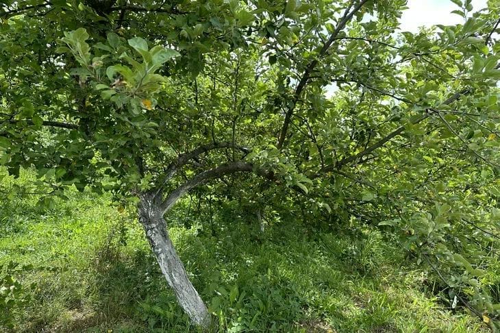 Как смастерить ловчий пояс от вредителей: простой вариант из ткани и масла