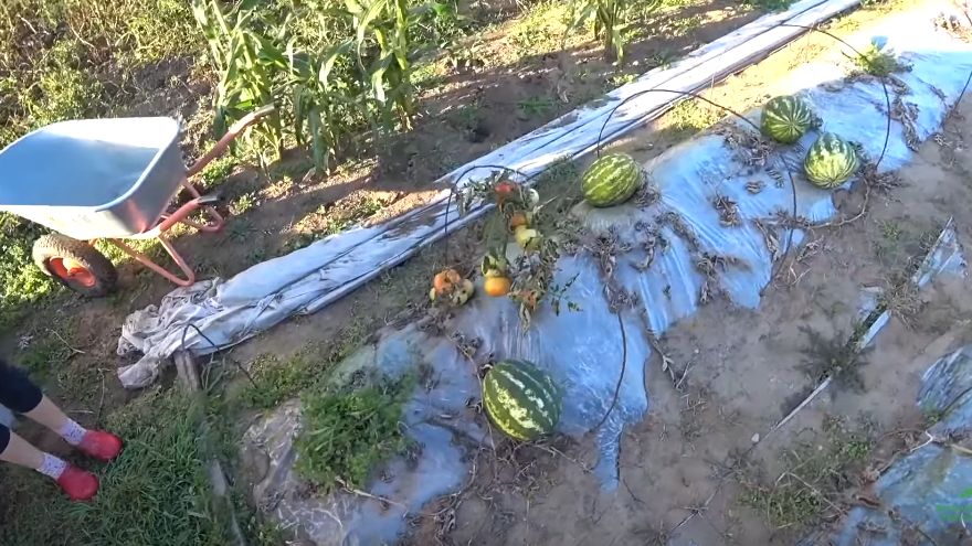 Сладкие арбузы без теплицы: секреты успешного урожая