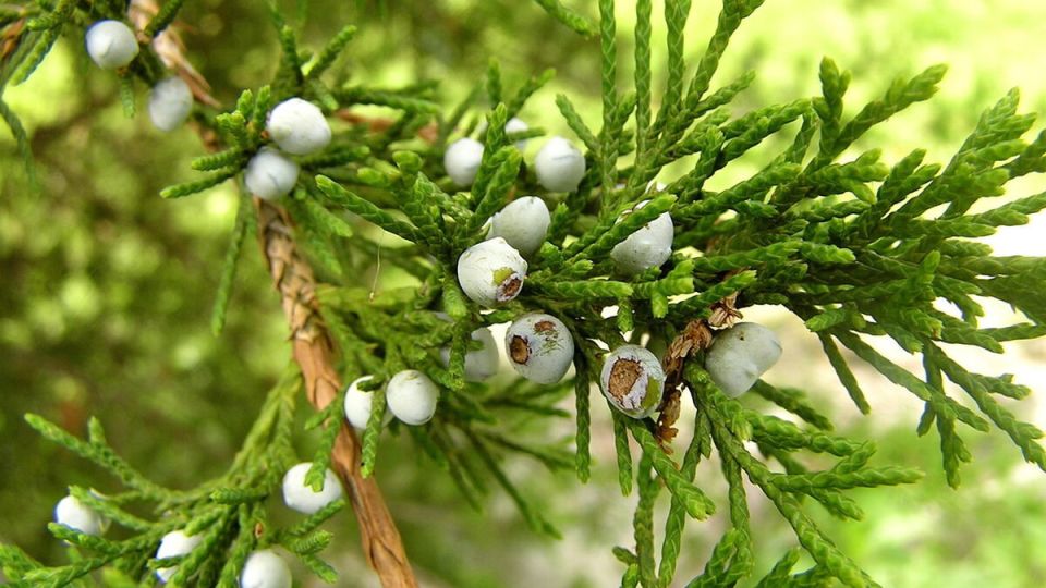 Туи под угрозой: как распознать и справиться с распространёнными заболеваниями деревьев