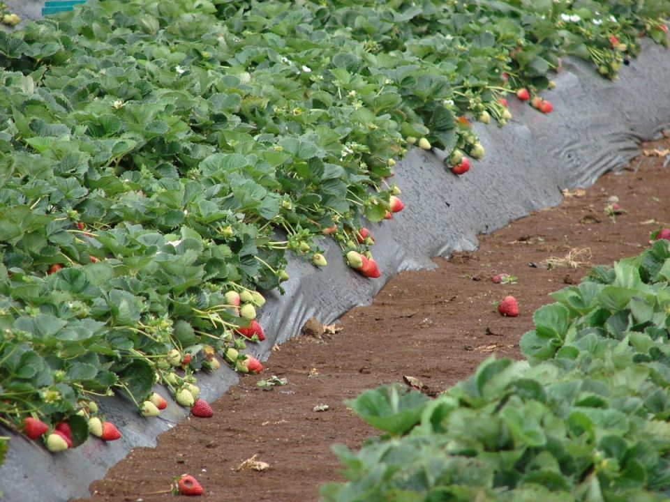 Почему навоз может испортить вкус клубники и что использовать вместо него?