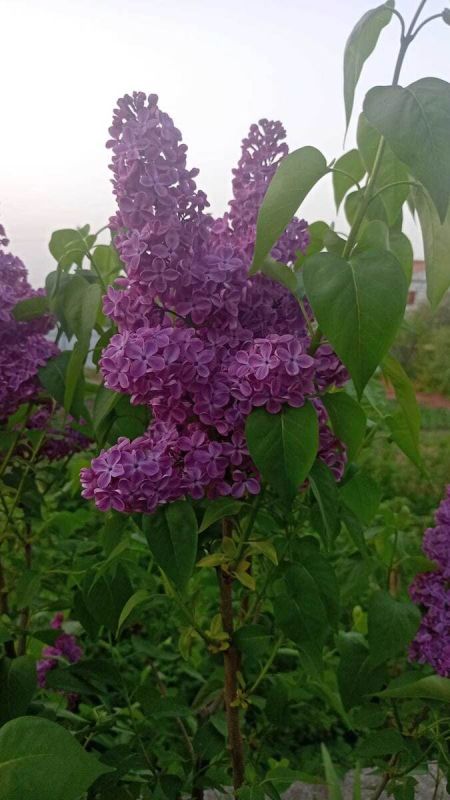 Загадки поросли: как обыграть непрошеных соседей среди кустарников