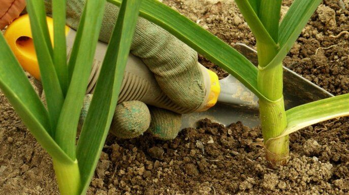 Причины пожелтения листьев чеснока и способы их устранения
