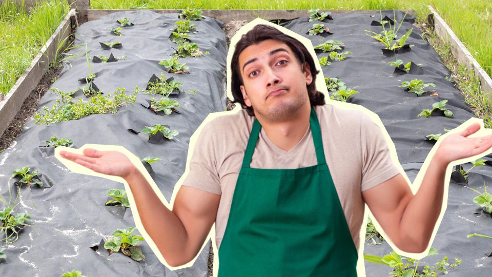 Так клубнику подкармливать нельзя: сразу же начнет жировать