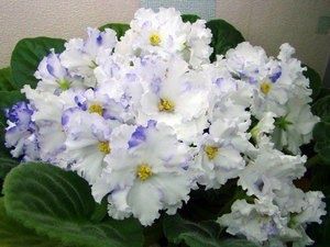 Как вырастить идеальную комнатную фиалку: секреты ухода и разновидности