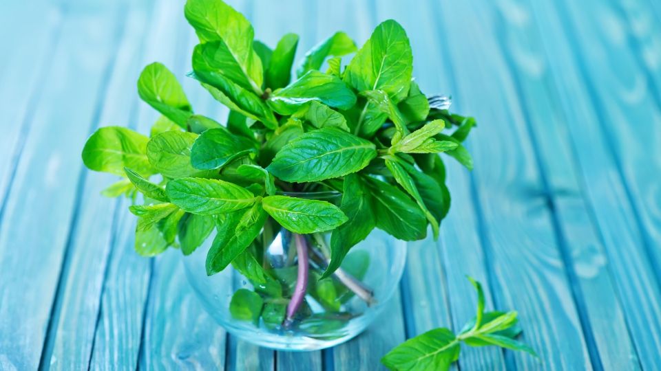 Храните мяту в холодильнике только так: будет оставаться свежей неделями