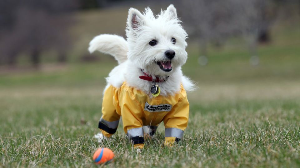 Когда нет валика: как очистить вещи от шерсти домашних животных за считанные секунды