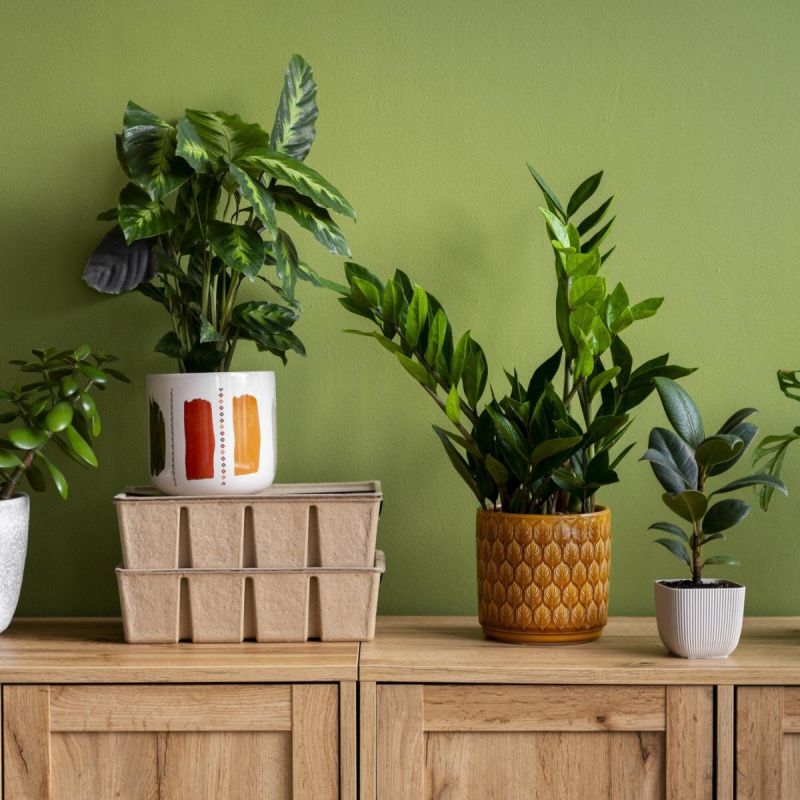 Почему завязи на подоконнике изматываются: главные ошибки в уходе