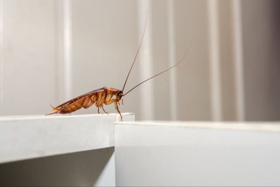 Тараканы в доме: как не стать их жертвой в 2025 году?