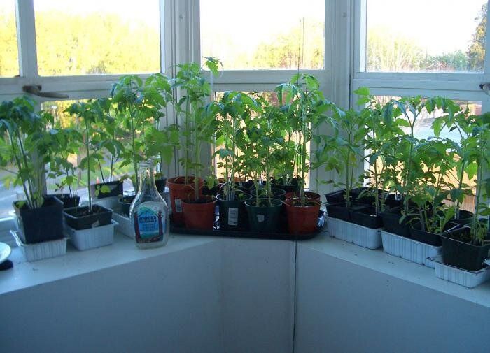 Секреты успешной подкормки рассады