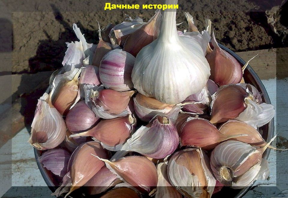 Секреты ухода за луком и чесноком