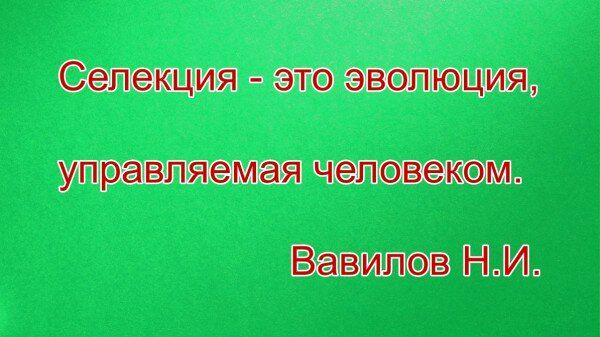 Как селекционеры меняют подход к выращиванию растений: взгляды трех уникальных специалистов