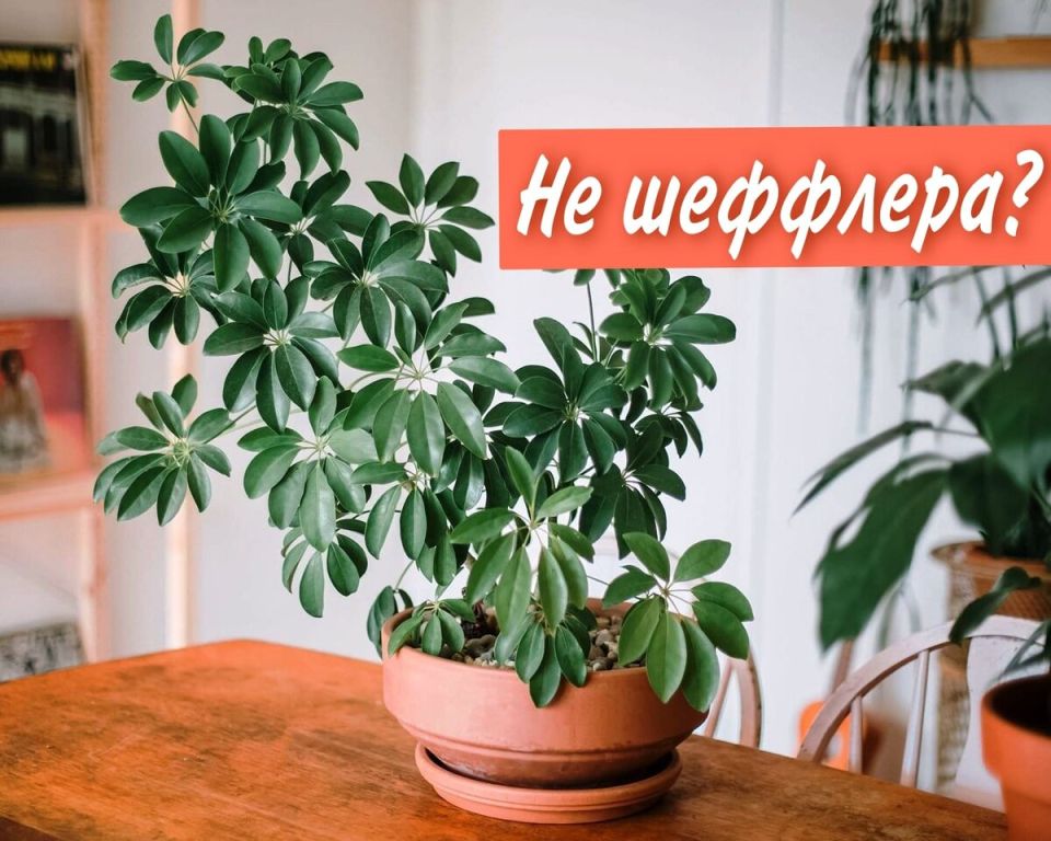 Как правильно ухаживать за шеффлерой и отличить ее от гептаплеурума
