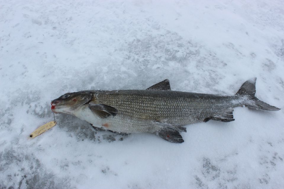 Как сохранить свежесть рыбы: советы по замораживанию
