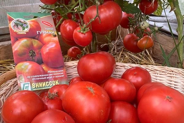 Томаты Гурман: универсальные плоды для кулинарных шедевров