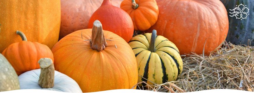 Секреты долгосрочного хранения сезонных овощей