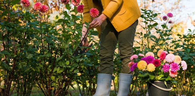 Георгины: идеальные низкорослые сорта для вашего цветника