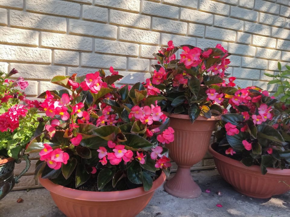 Как сохранить сад в жару: секреты успешного дачника