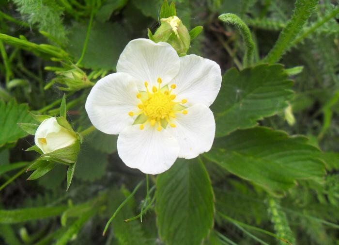 Зачем огородники обрывают цветы клубники: влияние на урожай