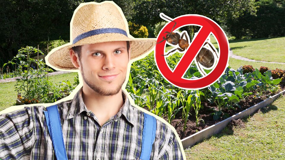 Без химикатов и прочих заморочек: муравьи разбегутся в панике от этого средства