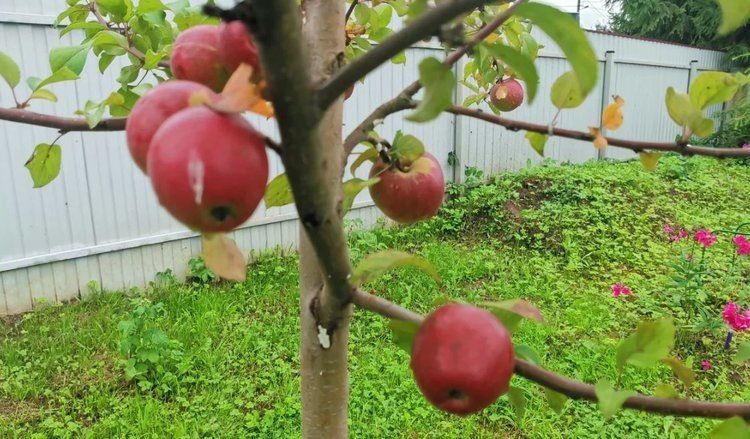 Как подготовить почву для осенней посадки плодовых растений: практические советы