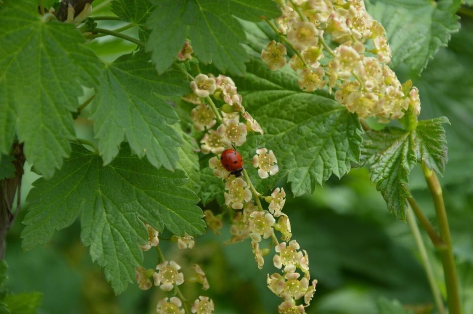 Секреты сладких ягод: как правильно подкормить смородину в период наливы