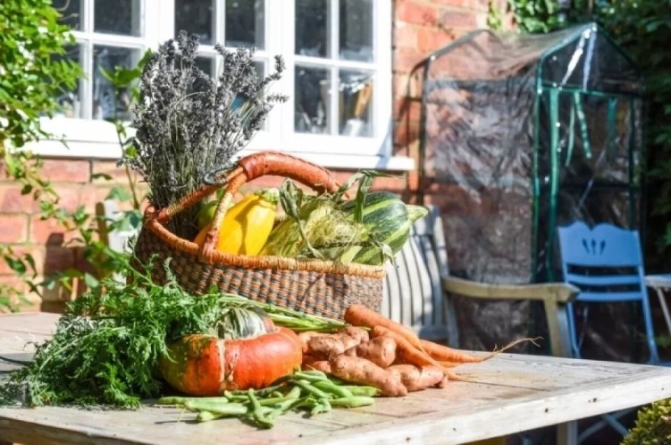 Как переработать богатый урожай: простые идеи для садоводов