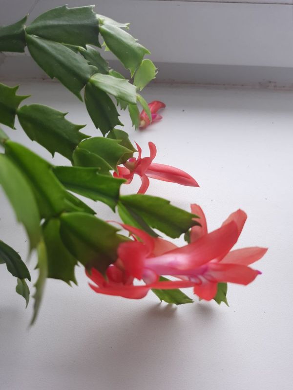 Почему возраст — это не приговор: новые горизонты жизни после 65