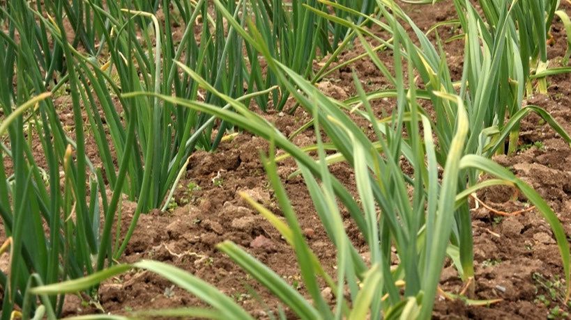 Как определить, когда копать лук: полезные советы от опытных садоводов