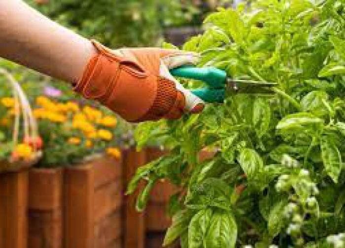 10 распространенных ошибок при выращивании трав: как избежать подводных камней