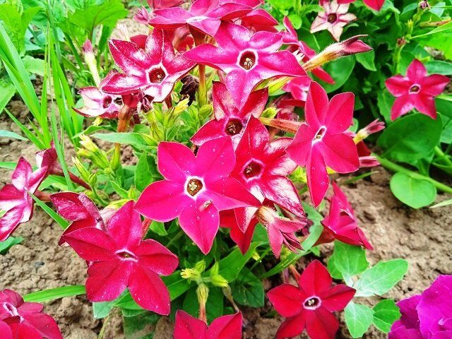 Душистый табак: как вырастить ароматные цветы и воспользоваться их полезными свойствами