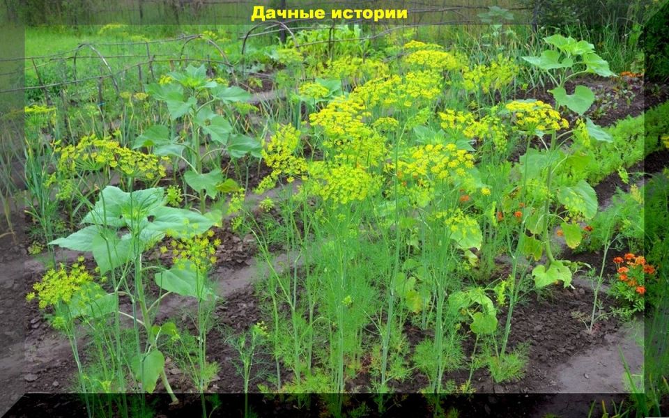 Растения-соседи: как они могут влиять на урожай