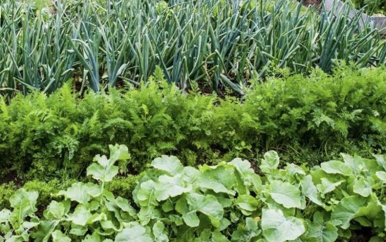 Как бороться с сорняками и вырастить урожай без лишних усилий