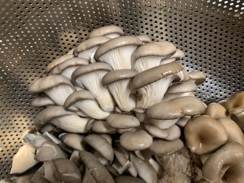 Как избежать воды при жарке грибов: советы от шеф-повара