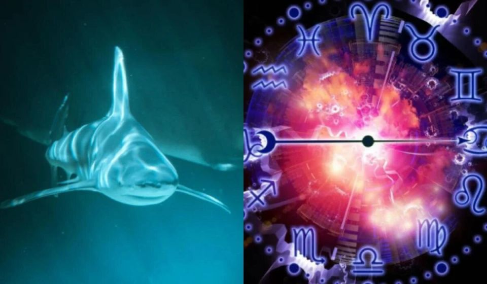 Какой океанский обитатель соответствует вашему знаку Зодиака?