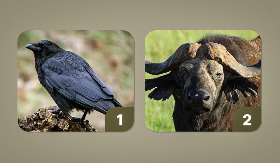 Какой символ мстительности выберете вы: ворон или бык?