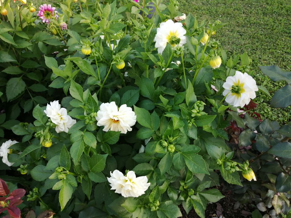 Цветущий август: что радовало глаз в конце лета?