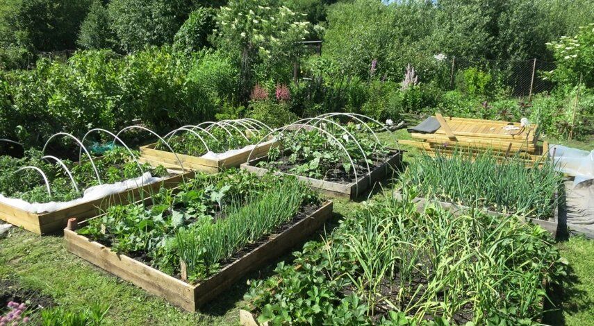 Нарушение на даче: как случайные всходы могут привести к штрафам до 300 тысяч рублей