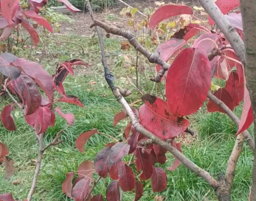 Почему груши теряют зеленый цвет?