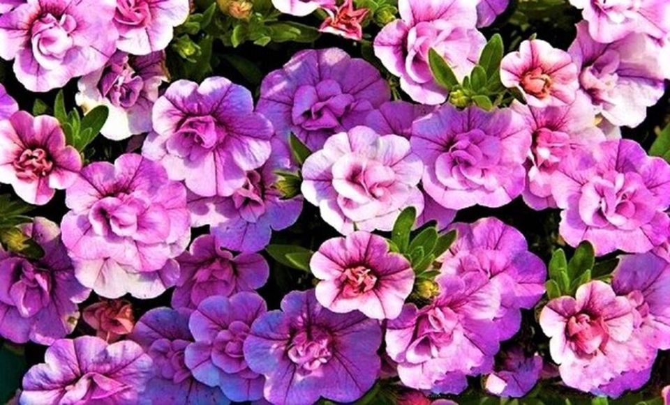 Калибрахоа: яркое цветочное чудо для вашего сада