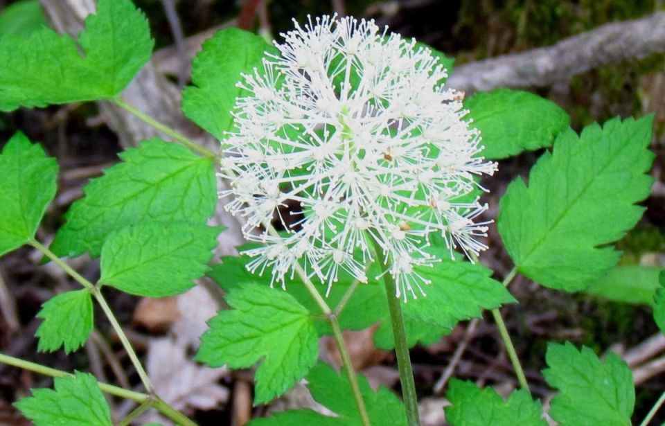 Кукольные глазки: опасное очарование ядовитого воронеца