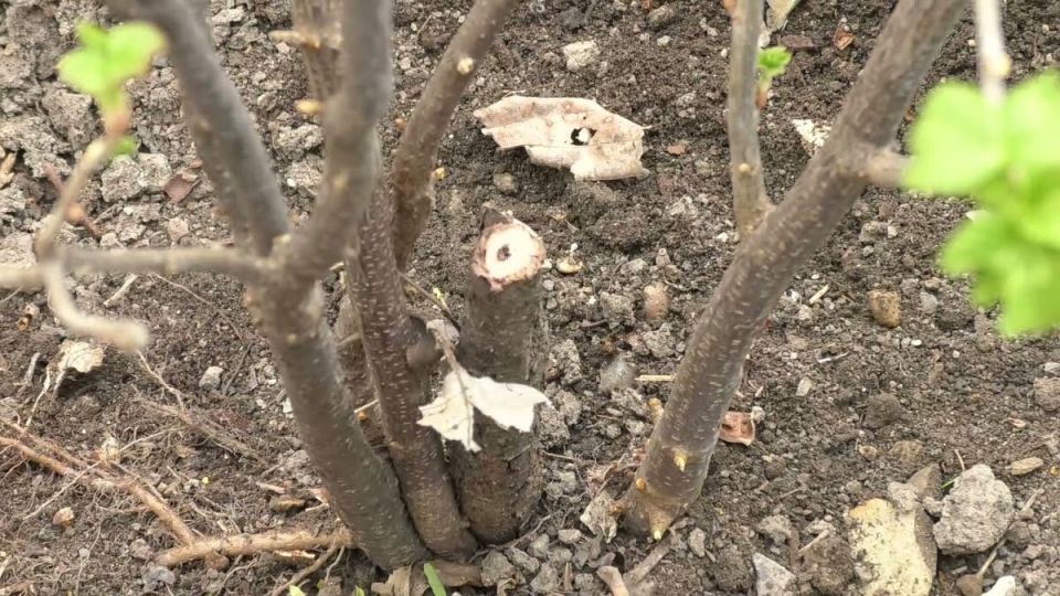 Ловите вредителей на смородине: как распознать стеклянницу и защитить урожай