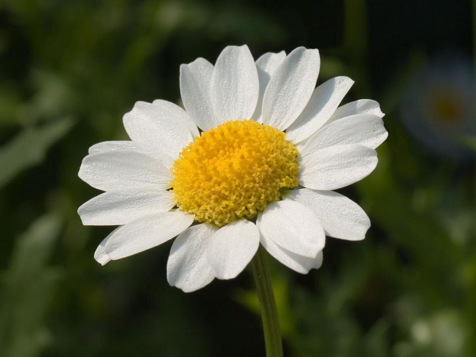 Ромашка: зеленый лекарь и природная красота