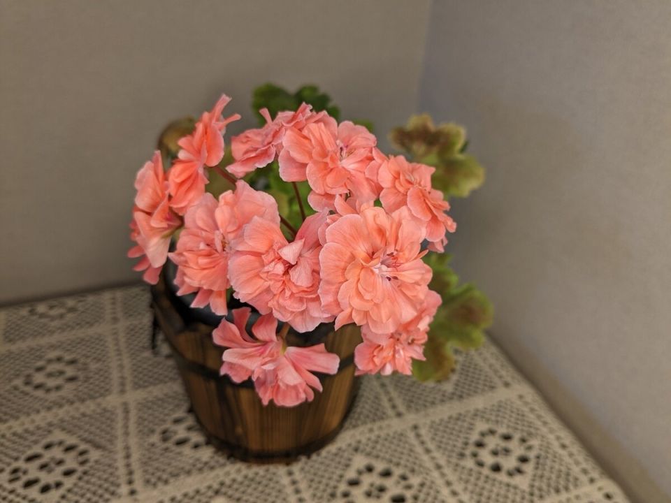 Пеларгонии-зонартики: что стоит за ценой черенков в 1200 рублей?