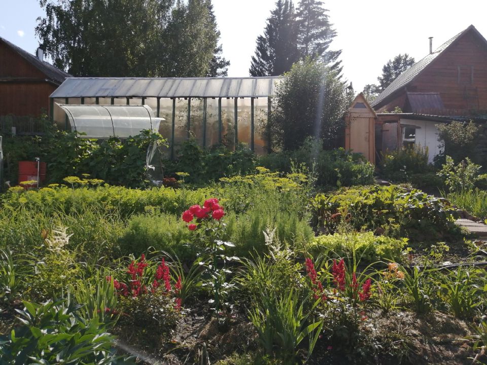 Первая пересадка: как сибирские розы нашли новый дом