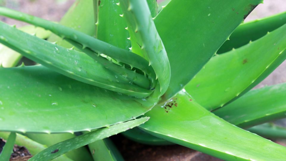 Обычная вода сгубит ваше алоэ на корню: ошибку сделать проще простого