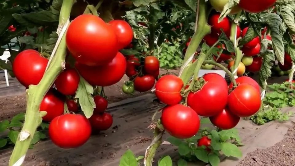 Как эффективно использовать Превикур Энерджи для защиты томатов от фитофторы