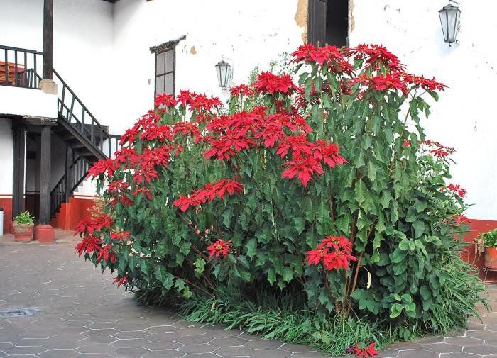 Как добиться пышного цветения пуансеттии в домашних условиях