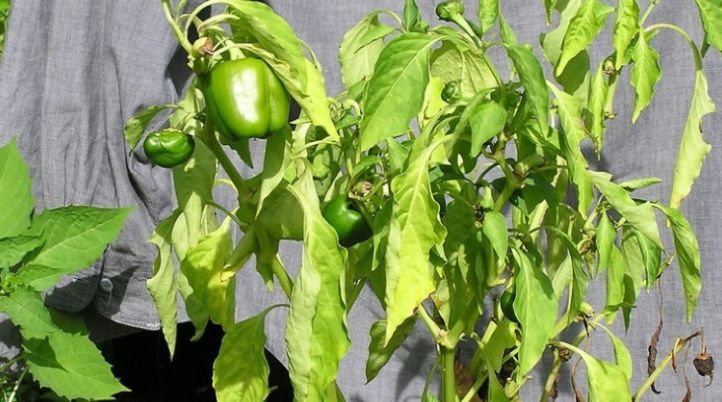 Как лебеда предупредила о страшной болезни в саду